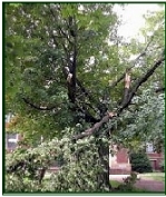 Storm damaged tree